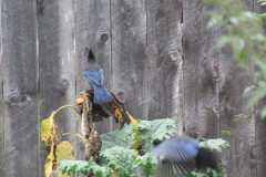 Steller's Jay and Sunflowers