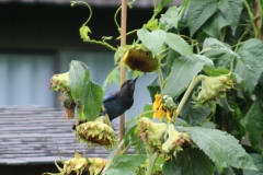 Steller's Jay feeding