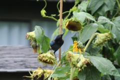 Steller's Jay feeding