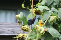 Steller's Jay feeding