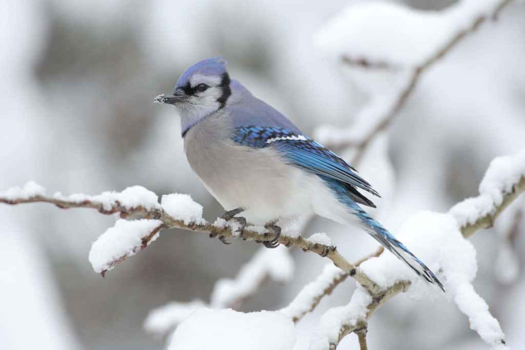 blue jay algonquin park