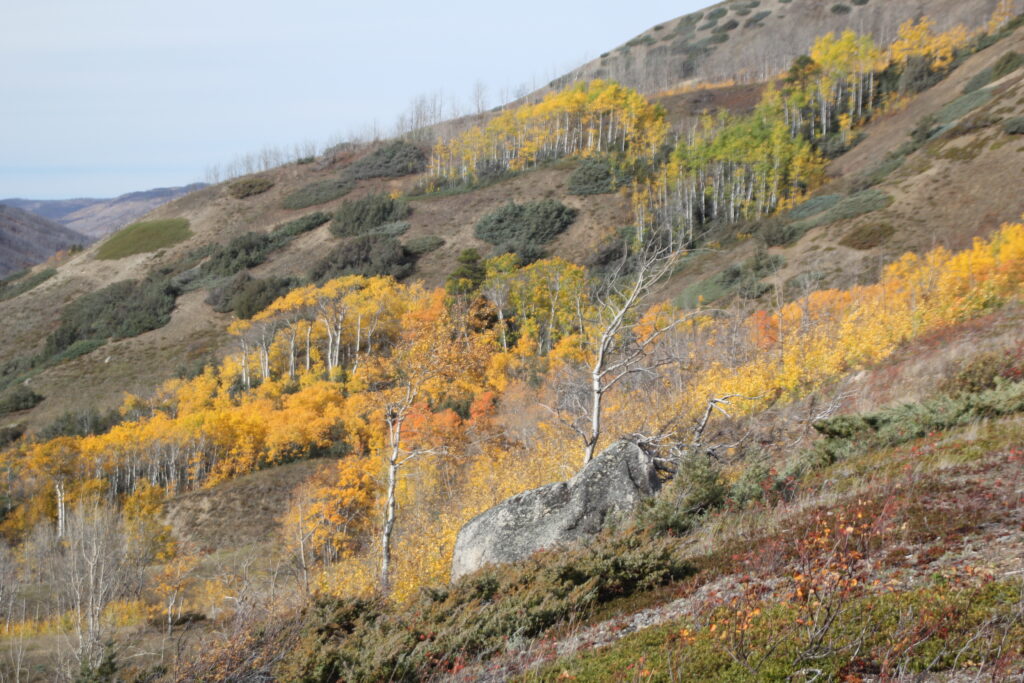 Tahltan highlands